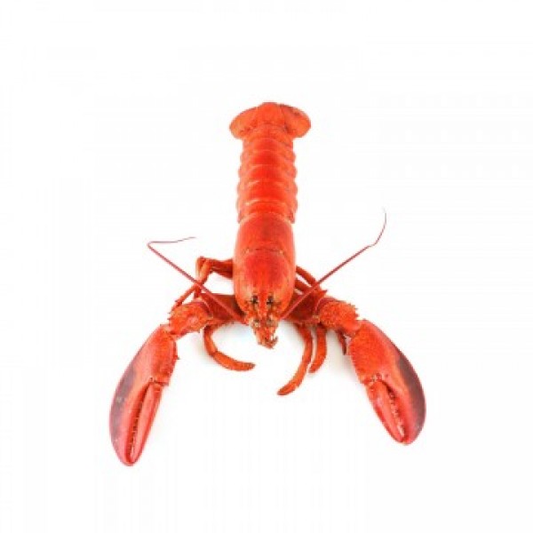 SEAFOOD